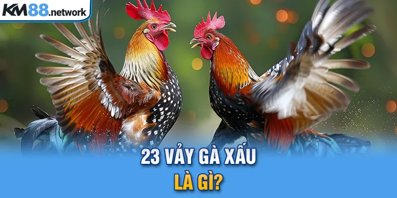 23 vảy gà xấu là gì?