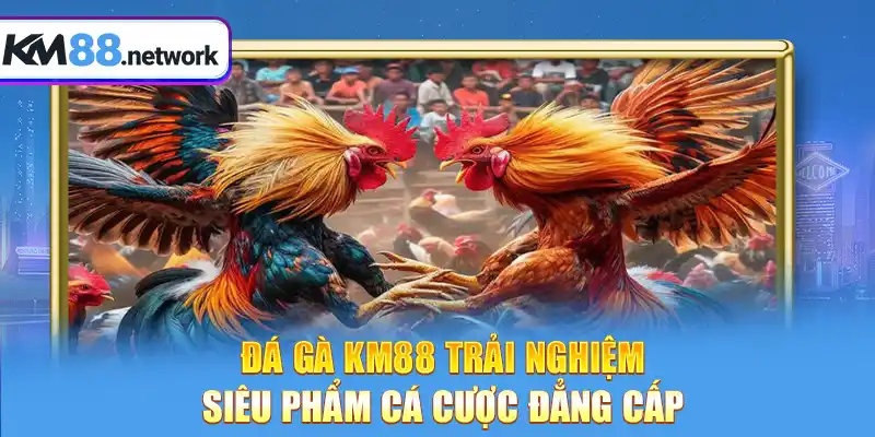 Đá Gà KM88 trải nghiệm siêu phẩm cá cược đẳng cấp