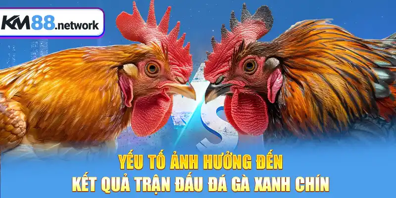 Yếu tố ảnh hưởng đến kết quả trận đấu Đá Gà xanh chín