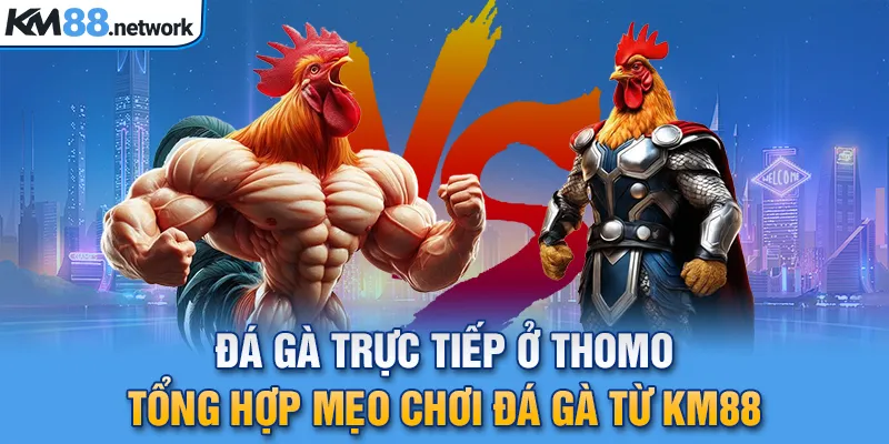 Đá Gà Trực Tiếp Ở Thomo - Tổng Hợp Mẹo Chơi Đá Gà Từ KM88